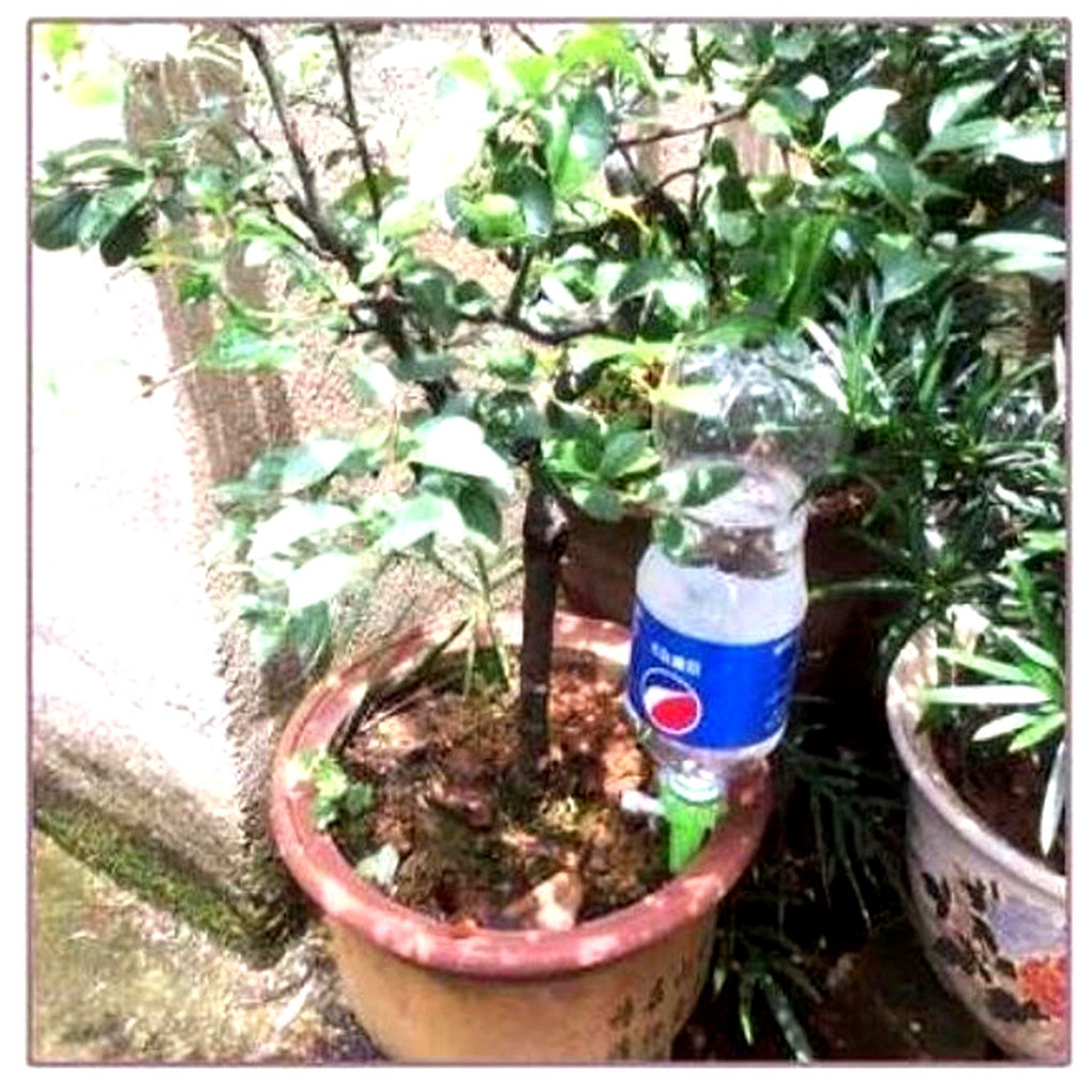 Automatische Pflanzenbewässerungsspießchen (12er-Pack)